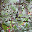 Colibrí de Sibila