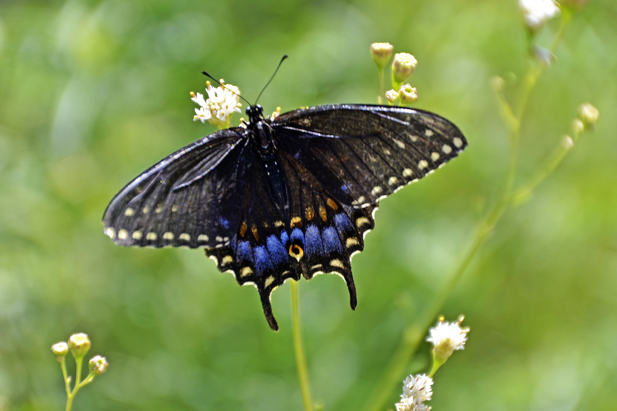 Black Swallowtail