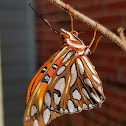 Gulf fritillary