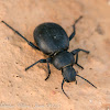 Beetle