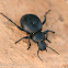 Beetle