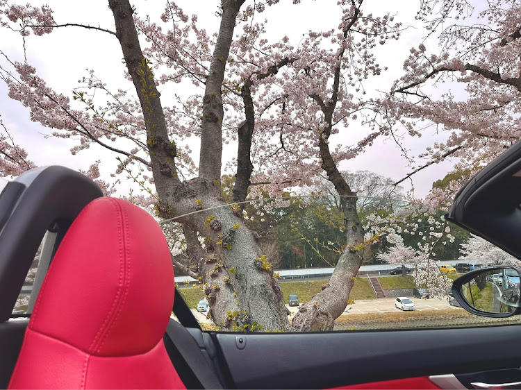 Z4 ロードスターの繋がりに感謝・桜コラボ・オープンドライブに関するカスタム事例の投稿画像3枚目
