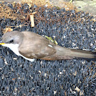 yellow-billed cuckoo