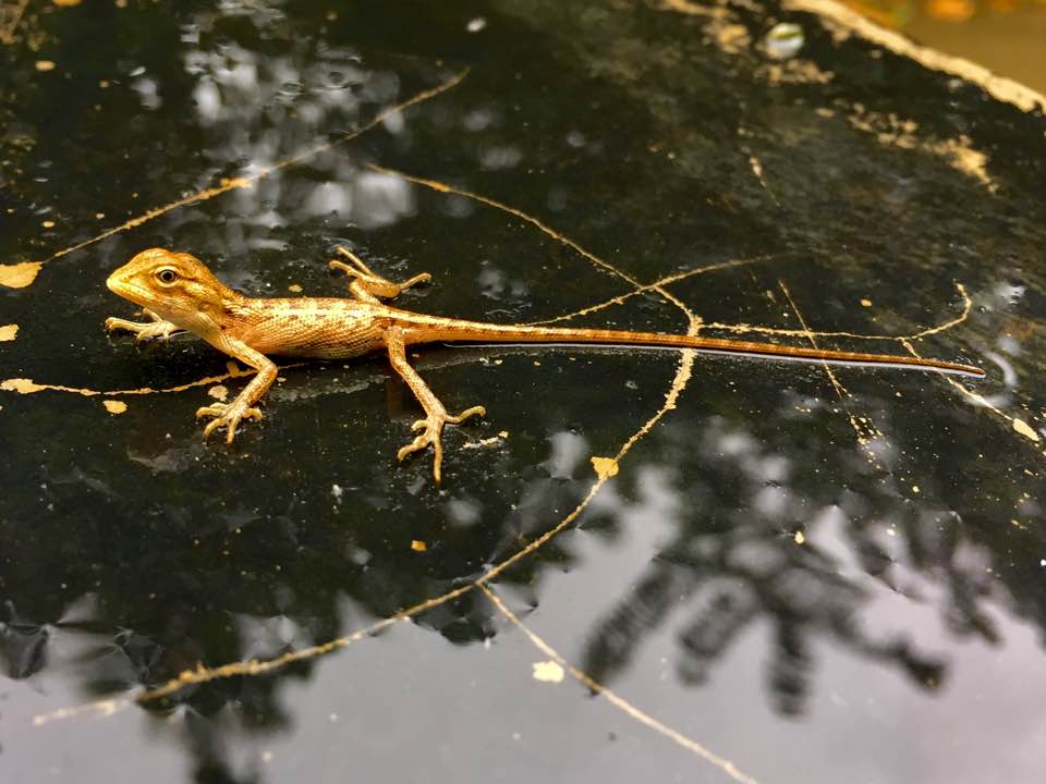 Oriental Garden Lizard