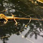 Oriental Garden Lizard