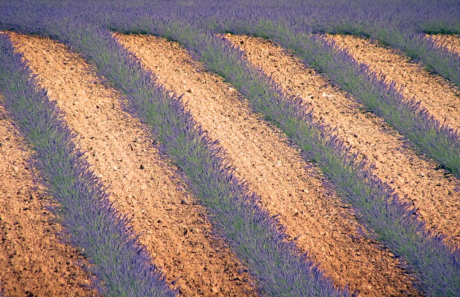 lavander di tizianadesy