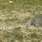 Eastern Gray Squirrel