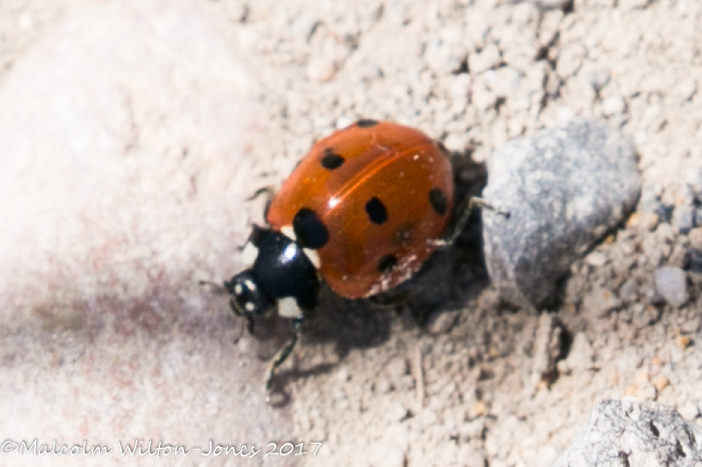 7-spot Ladybird