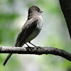 Eastern phoebe