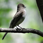 Eastern phoebe