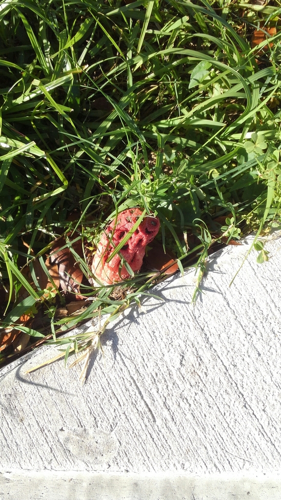 Clathrus crispus