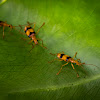 Long-necked Ground Beetle