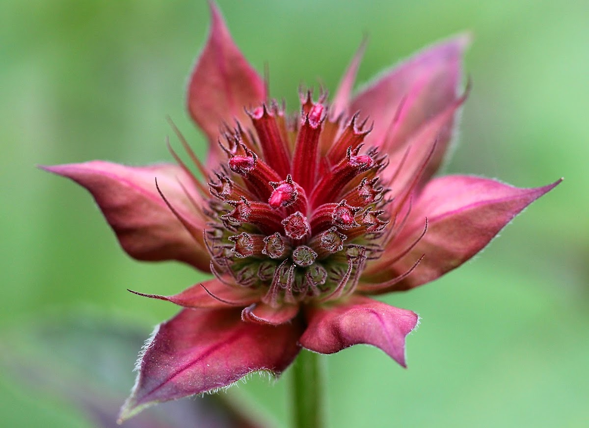 Scarlet Beebalm