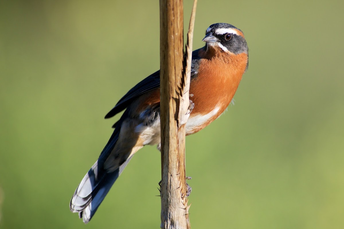 Black-and-rufous warbling finch