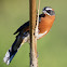 Black-and-rufous warbling finch