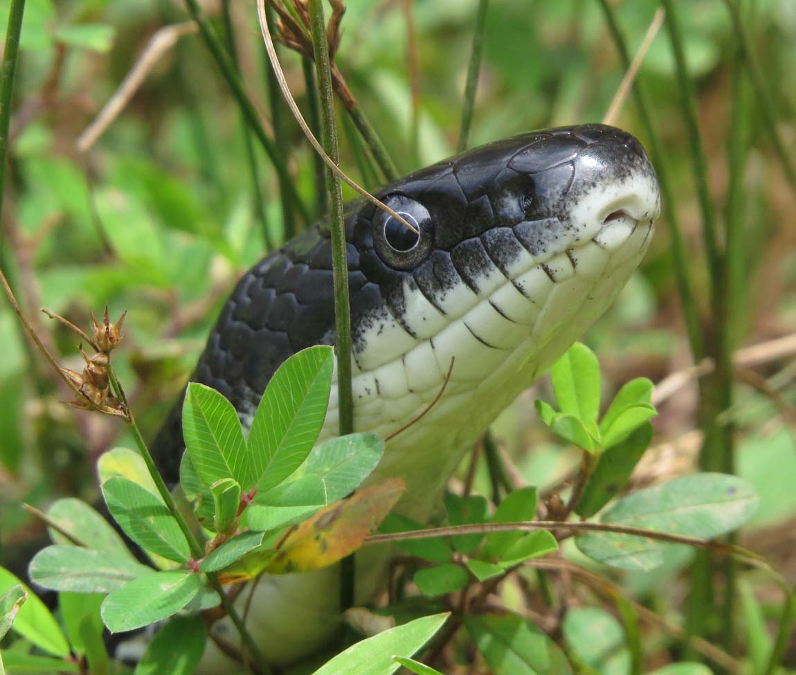 Eastern Ratsnake