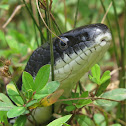 Eastern Ratsnake