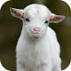 Download Goat Wallpapers HD For PC Windows and Mac 1.0.0