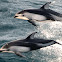 Pacific White-sided Dolphins