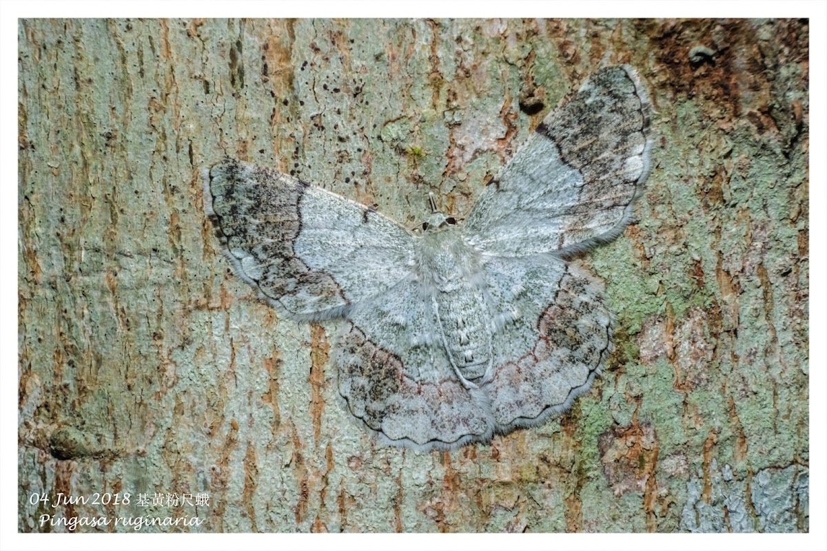 Pingasa ruginaria 基黃粉尺蛾