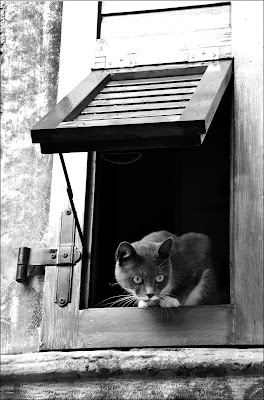 ocio...che ti guardo eh! di cristinababuder