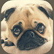 Download Pet Dog Wallpapers HD For PC Windows and Mac 3.4