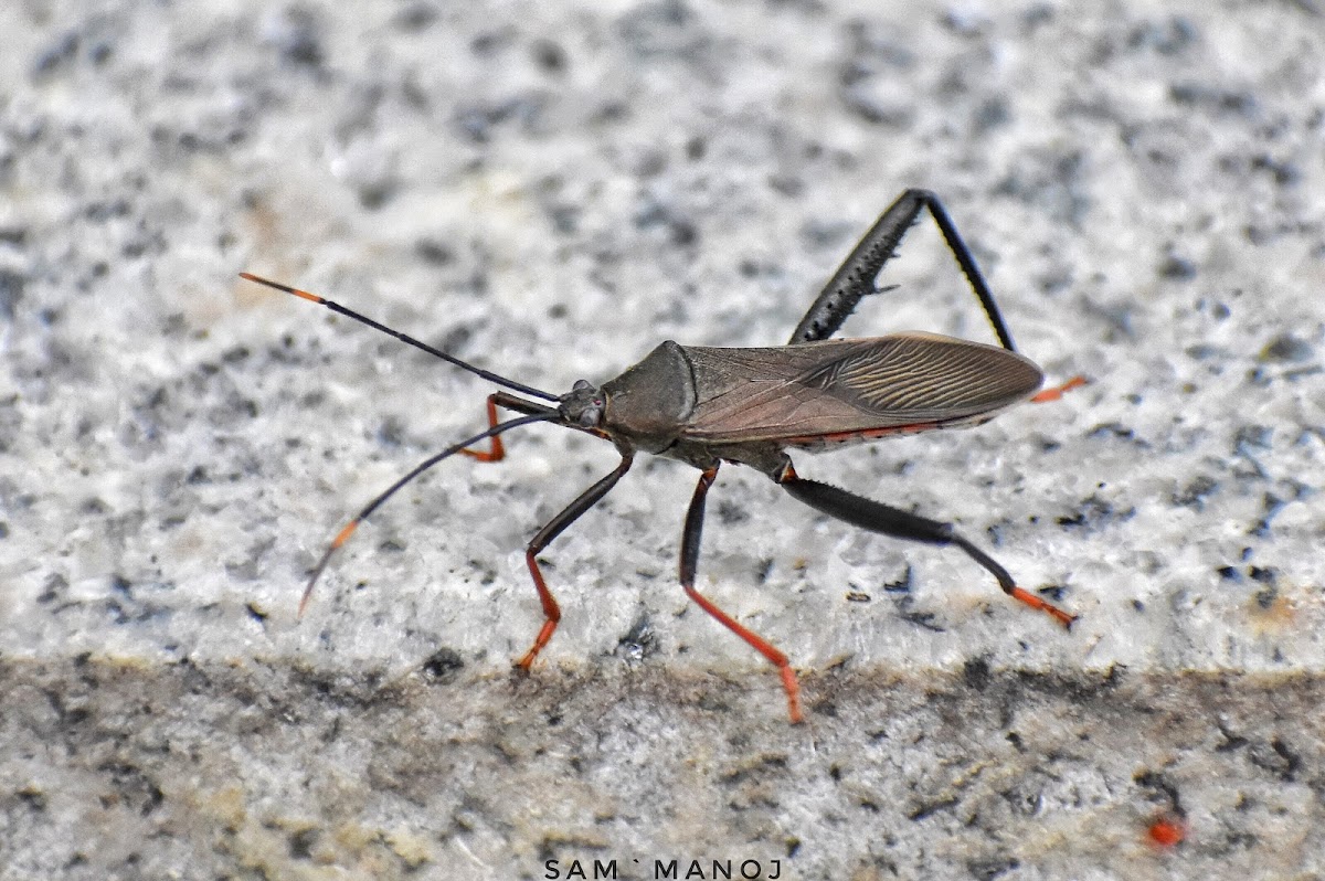 Coreid Bamboo Bug