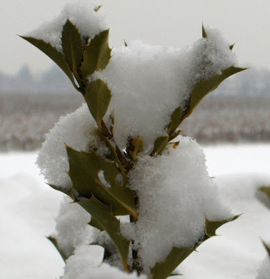 V di Visto che neve! di luna_s