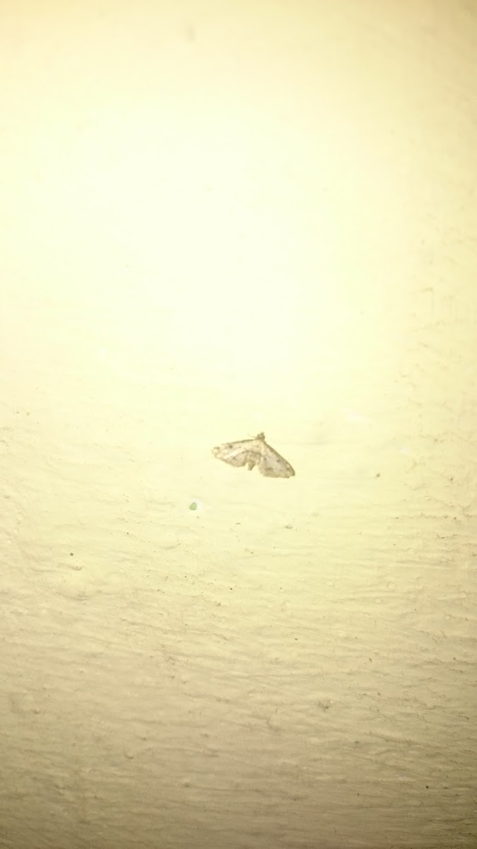 Moth