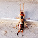 European earwig (male)