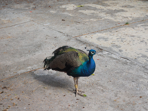 P9210074.JPG - This peacock (peafowl) was just wandering around all day.