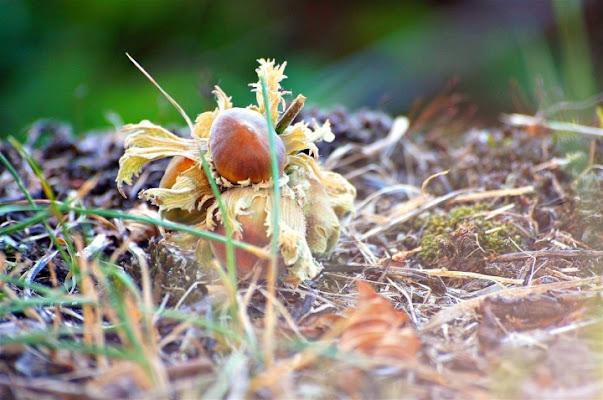 Frutta secca di clavicola