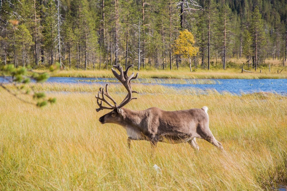 rendieren-finland