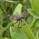 Florida Bee Assassin