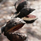 Hakea sp. (seed pods)