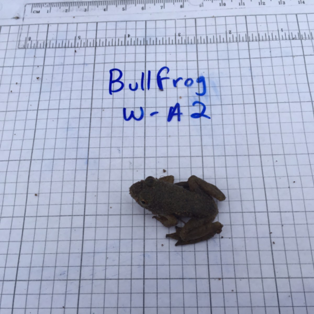 American bullfrog