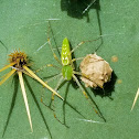 Green lynx spider