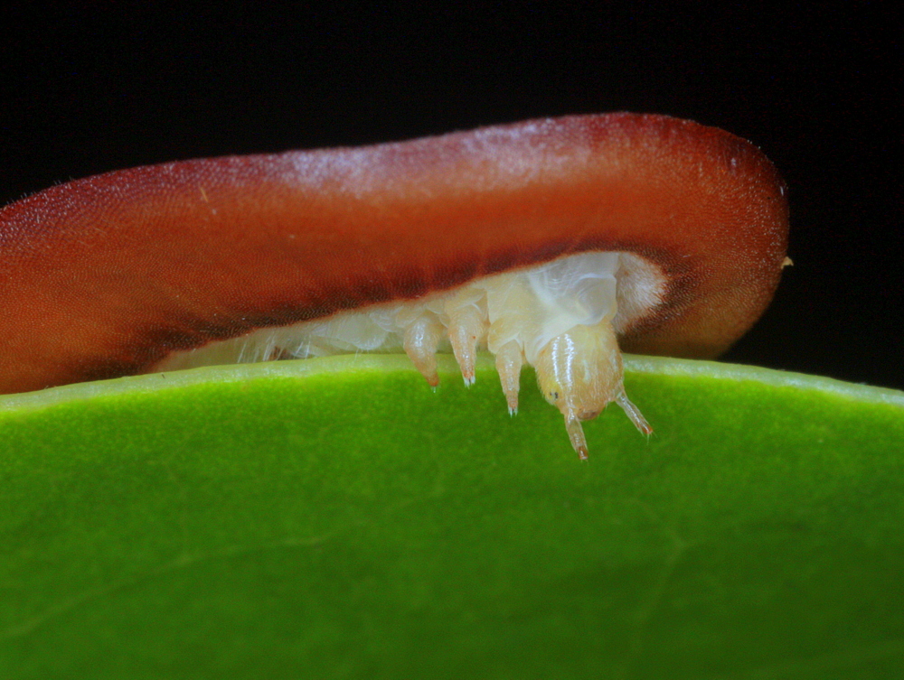 Larva of moth butterfly