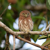 Ferruginous Pygmy Owl