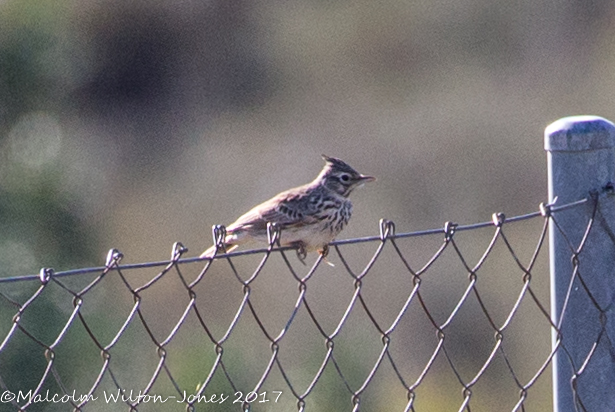 Thekla Lark; Cogujada Montesina