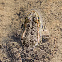 Iberian Water Frog