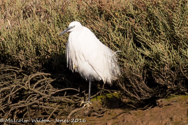 Little Egret; Garceta Común