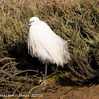 Little Egret; Garceta Común