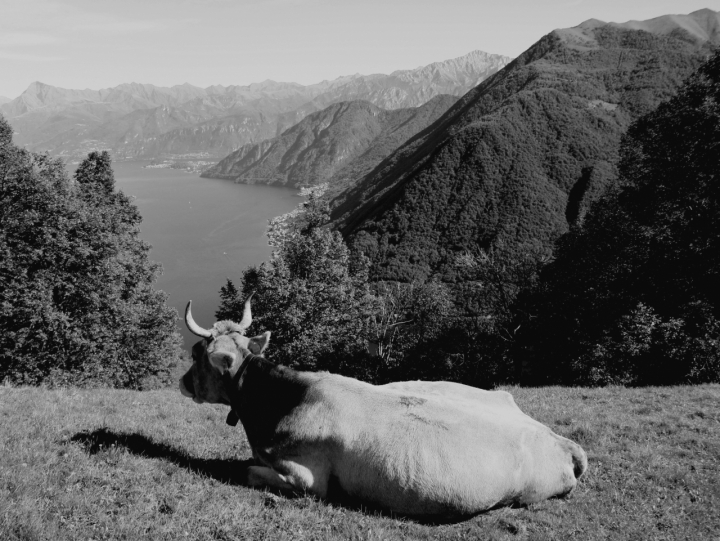 Pascolo con vista di katrix