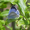 Holly blue