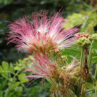 Malay Apple Flower