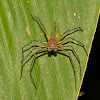 Lynx Spider