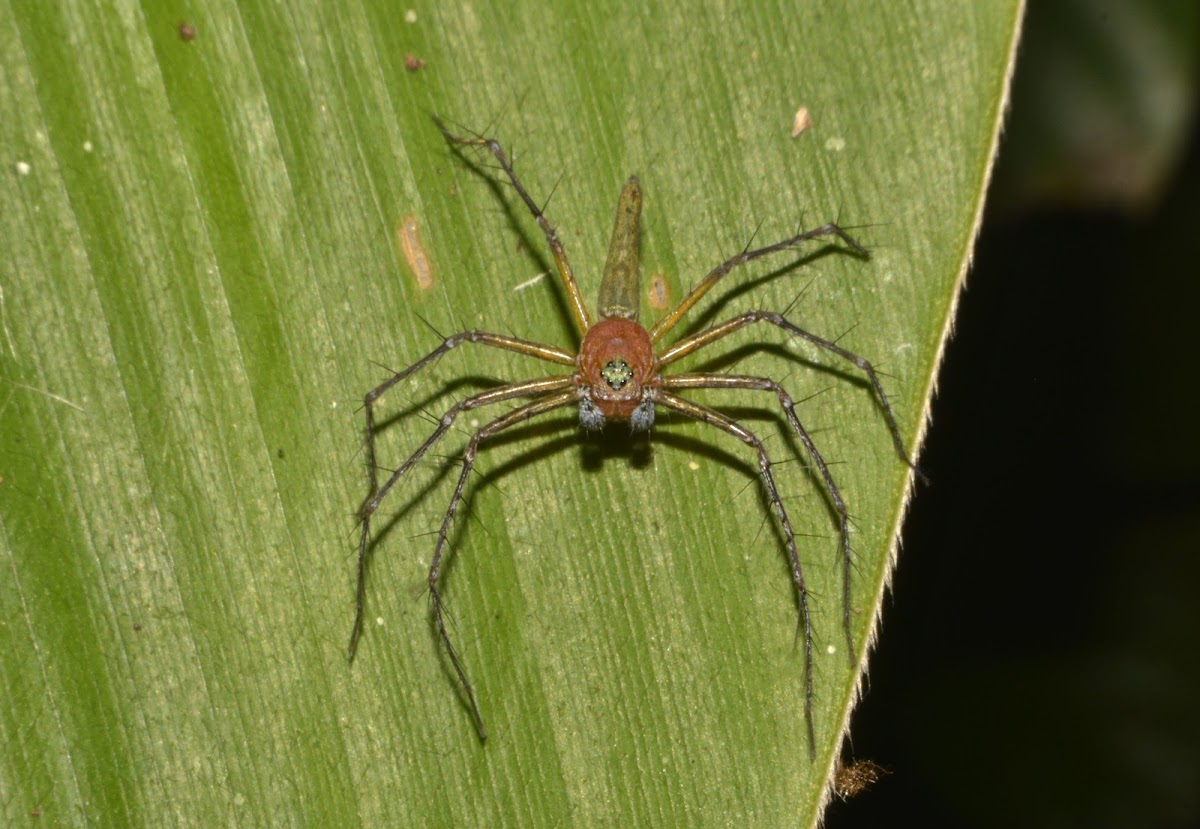 Lynx Spider