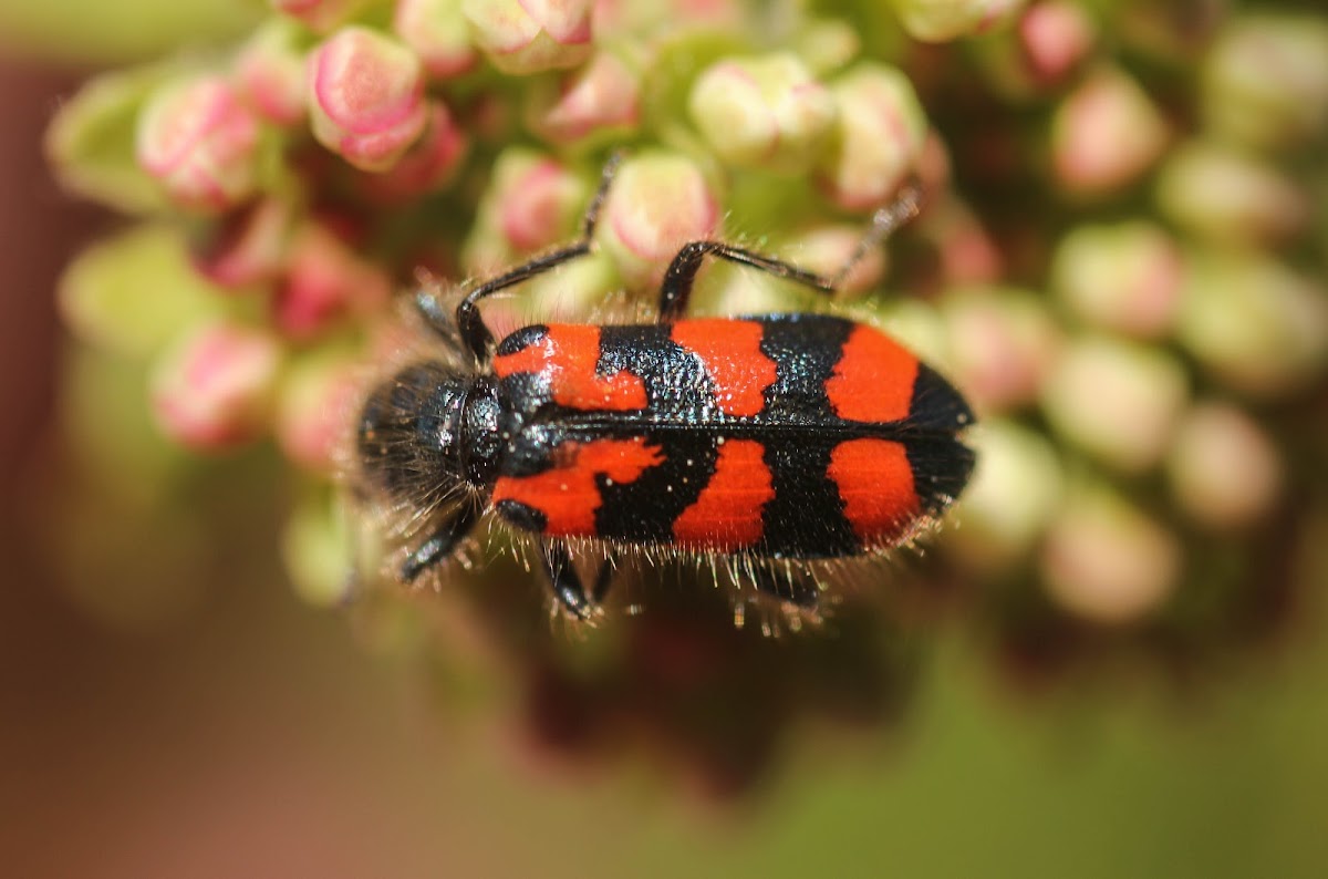 Ornate Checkered Beetle