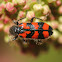 Ornate Checkered Beetle